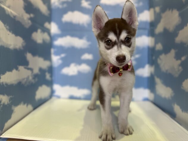 山形県のシベリアンハスキー (アミーゴ山形北店/2026年1月10日生まれ/女の子/チョコレートホワイト)の子犬