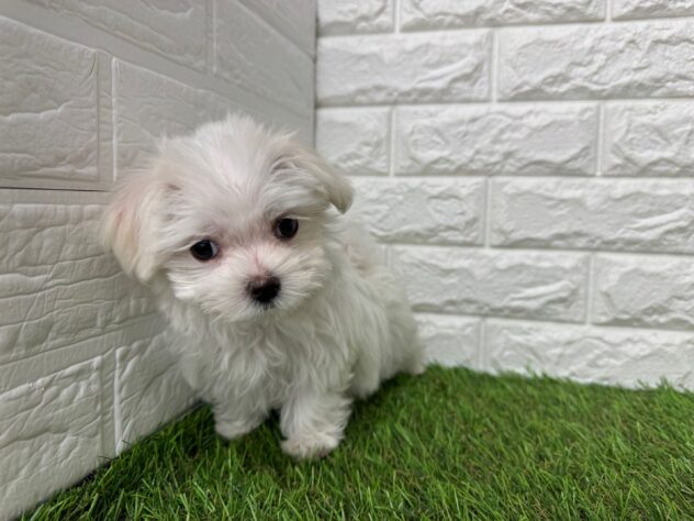 新潟県のマルチーズ (アミーゴ新潟小新店/2025年12月11日生まれ/女の子/ホワイト)の子犬の2枚目の画像