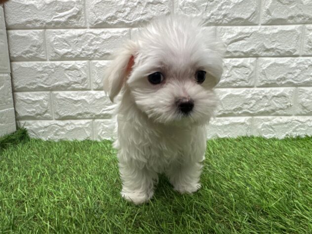 新潟県のマルチーズ (アミーゴ新潟小新店/2025年12月11日生まれ/女の子/ホワイト)の子犬の1枚目の画像