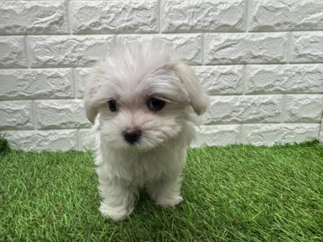 新潟県のマルチーズ (アミーゴ新潟小新店/2025年12月11日生まれ/女の子/ホワイト)の子犬の4枚目の画像