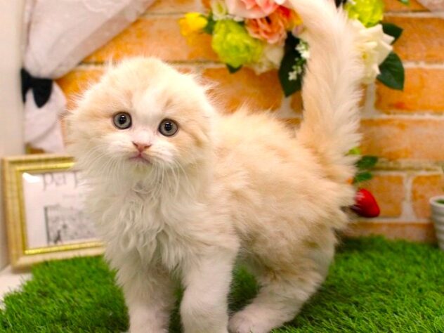 兵庫県のスコティッシュフォールド (ペット・プラザ アミーゴ三田店/2026年1月28日生まれ/男の子/クリームタビーホワイト)の子猫の3枚目の画像