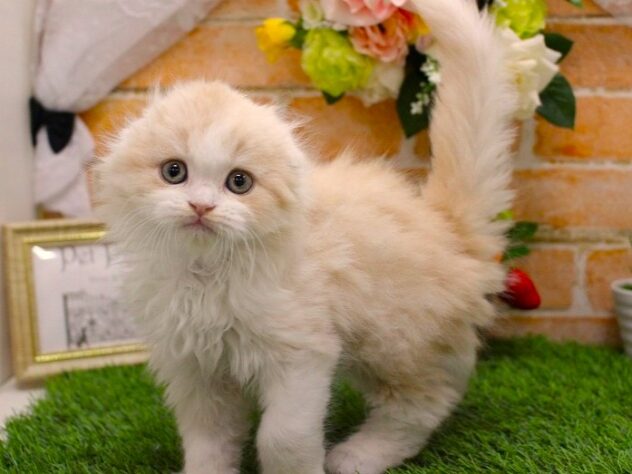 兵庫県のスコティッシュフォールド (ペット・プラザ アミーゴ三田店/2026年1月28日生まれ/男の子/クリームタビーホワイト)の子猫の3枚目の画像