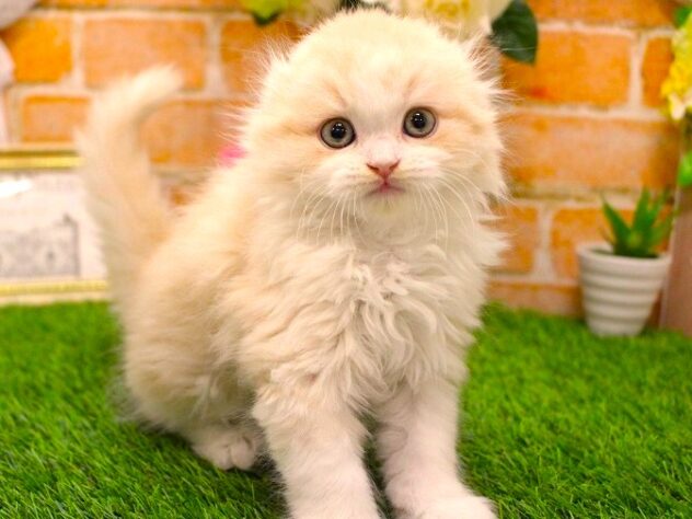 兵庫県のスコティッシュフォールド (ペット・プラザ アミーゴ三田店/2026年1月28日生まれ/男の子/クリームタビーホワイト)の子猫の2枚目の画像