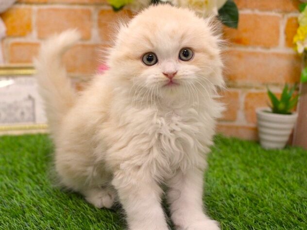 兵庫県のスコティッシュフォールド (ペット・プラザ アミーゴ三田店/2026年1月28日生まれ/男の子/クリームタビーホワイト)の子猫の2枚目の画像