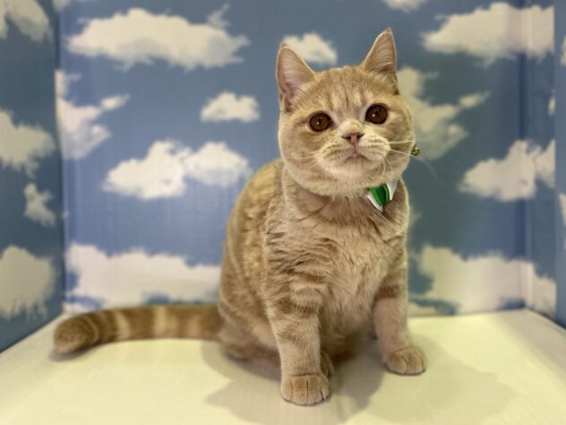 山形県のエキゾチックショートヘアー (アミーゴ山形北店/2025年10月16日生まれ/男の子/クリームタビー)の子猫