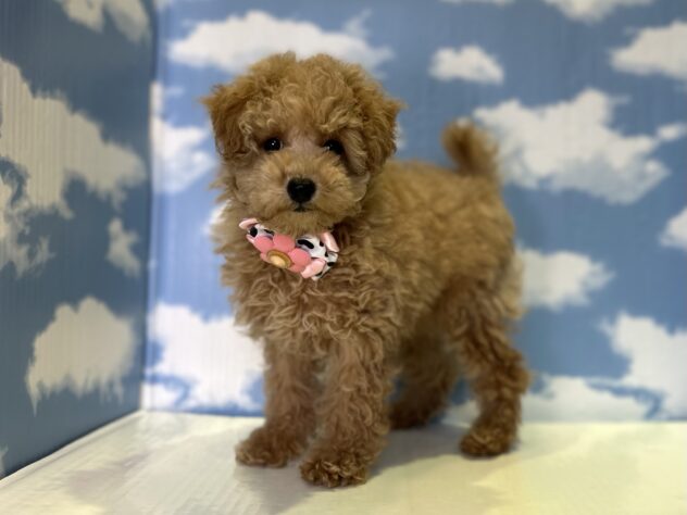 山形県のトイプードル(トイ) (アミーゴ山形北店/2026年1月4日生まれ/女の子/アプリコット)の子犬の2枚目の画像