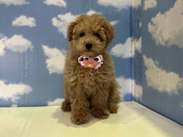 山形県のトイプードル(トイ) (アミーゴ山形北店/2026年1月4日生まれ/女の子/アプリコット)の子犬の1枚目の画像