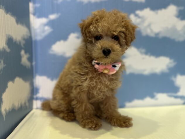 山形県のトイプードル(トイ) (アミーゴ山形北店/2026年1月4日生まれ/女の子/アプリコット)の子犬の3枚目の画像