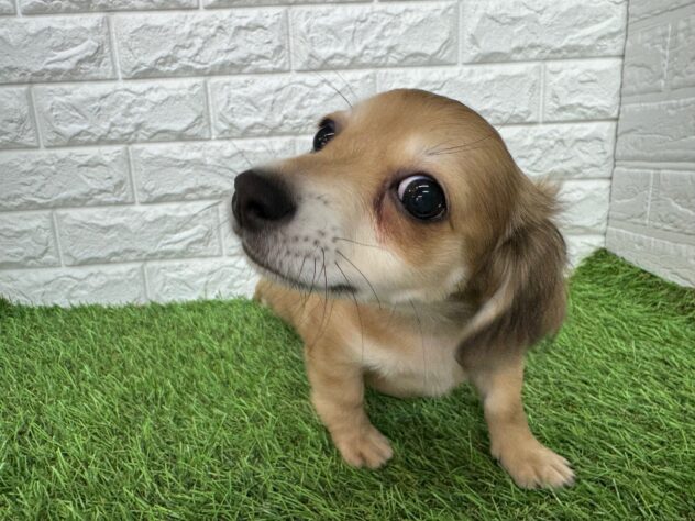 新潟県のハーフ犬・ミックス犬 (アミーゴ新潟小新店/2025年11月13日生まれ/女の子/フォーンセーブル)の子犬の1枚目の画像