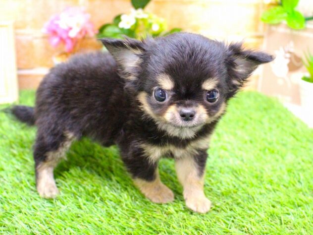 兵庫県のチワワ(ロング) (ペット・プラザ アミーゴ三田店/2026年1月24日生まれ/男の子/ブラックタン)の子犬の3枚目の画像