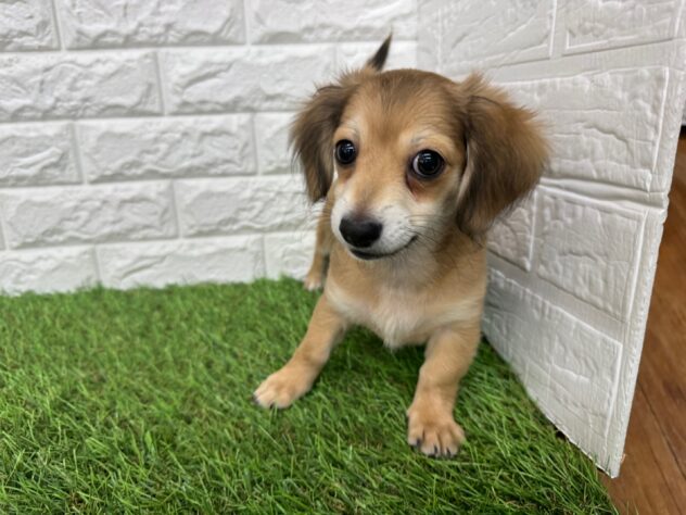 新潟県のハーフ犬・ミックス犬 (アミーゴ新潟小新店/2025年11月13日生まれ/女の子/フォーンセーブル)の子犬の4枚目の画像