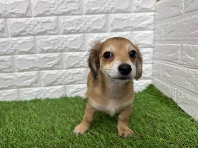 新潟県のハーフ犬・ミックス犬 (アミーゴ新潟小新店/2025年11月13日生まれ/女の子/フォーンセーブル)の子犬の3枚目の画像