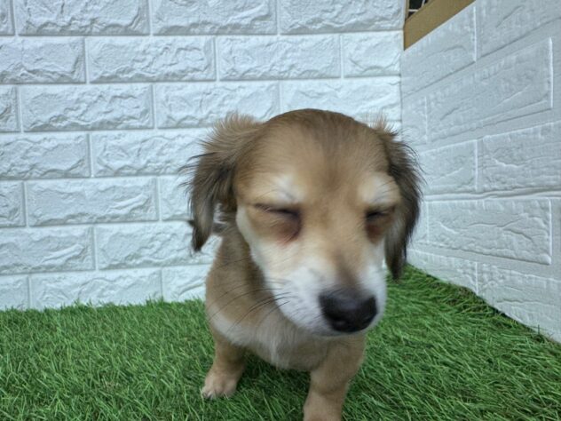 新潟県のハーフ犬・ミックス犬 (アミーゴ新潟小新店/2025年11月13日生まれ/女の子/フォーンセーブル)の子犬の2枚目の画像