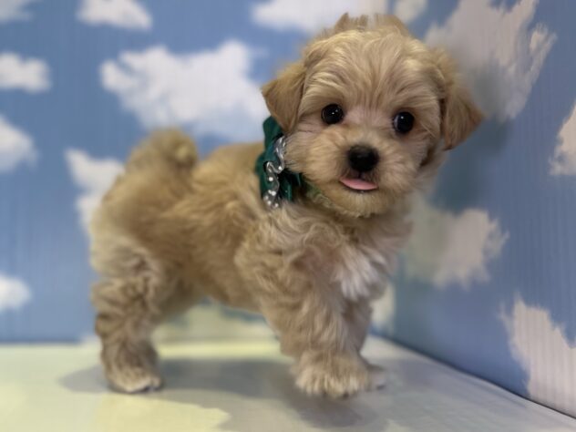 山形県のハーフ犬・ミックス犬 (アミーゴ山形北店/2026年1月20日生まれ/男の子/クリーム)の子犬の3枚目の画像