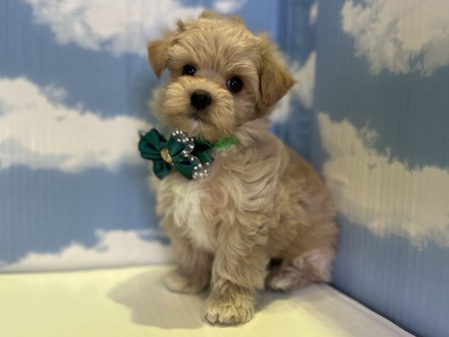 山形県のハーフ犬・ミックス犬 (アミーゴ山形北店/2026年1月20日生まれ/男の子/クリーム)の子犬の1枚目の画像