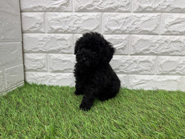 新潟県のトイプードル(トイ) (アミーゴ新潟小新店/2026年1月4日生まれ/男の子/ブラック)の子犬の4枚目の画像