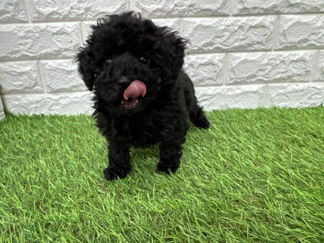 新潟県のトイプードル(トイ) (アミーゴ新潟小新店/2026年1月4日生まれ/男の子/ブラック)の子犬の3枚目の画像