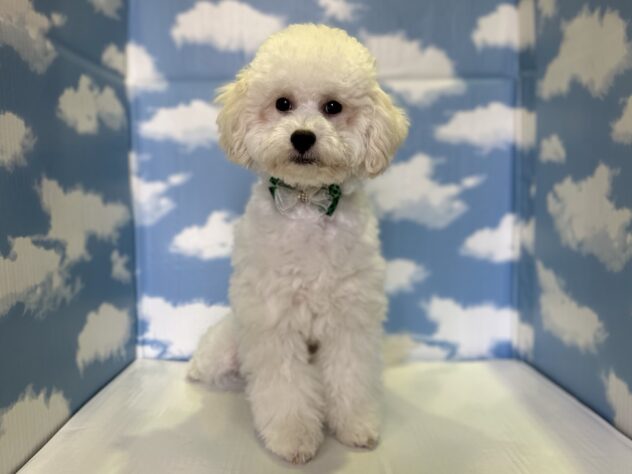 山形県のハーフ犬・ミックス犬 (アミーゴ山形北店/2025年9月13日生まれ/女の子/クリーム)の子犬の1枚目の画像