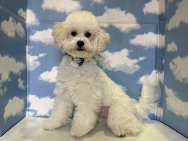 山形県のハーフ犬・ミックス犬 (アミーゴ山形北店/2025年9月13日生まれ/女の子/クリーム)の子犬の2枚目の画像