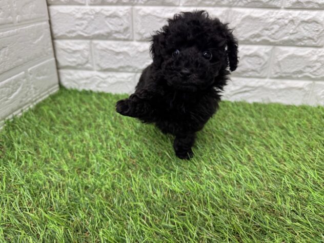 新潟県のトイプードル(トイ) (アミーゴ新潟小新店/2026年1月4日生まれ/男の子/ブラック)の子犬の2枚目の画像