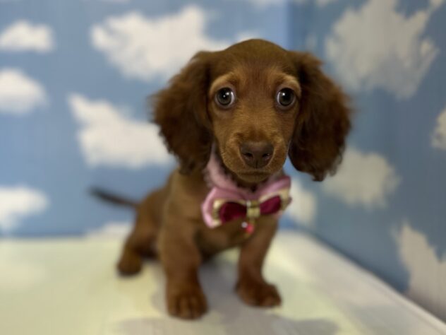 山形県のミニチュアダックスフンド(ロング) (アミーゴ山形北店/2025年12月27日生まれ/女の子/チョコレートタン)の子犬の1枚目の画像