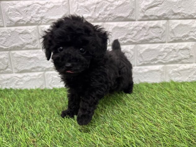 新潟県のトイプードル(トイ) (アミーゴ新潟小新店/2026年1月4日生まれ/男の子/ブラック)の子犬の1枚目の画像