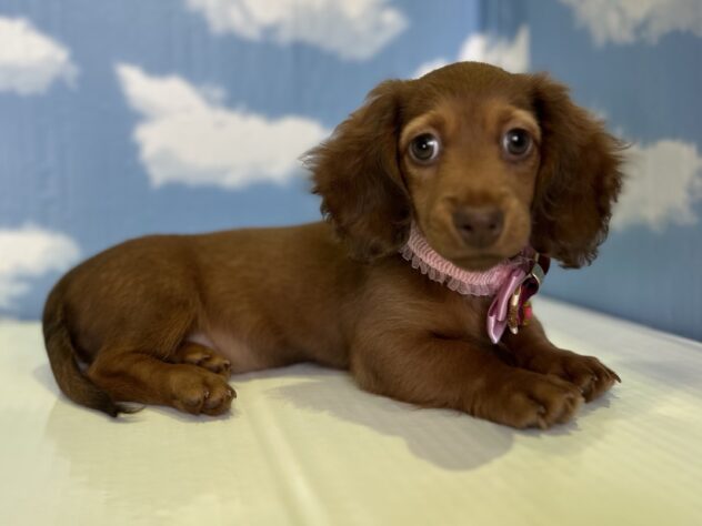 山形県のミニチュアダックスフンド(ロング) (アミーゴ山形北店/2025年12月27日生まれ/女の子/チョコレートタン)の子犬の2枚目の画像