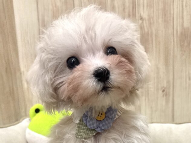 広島県のハーフ犬・ミックス犬 (アミーゴ東深津店/2025年12月27日生まれ/男の子/クリーム)の子犬