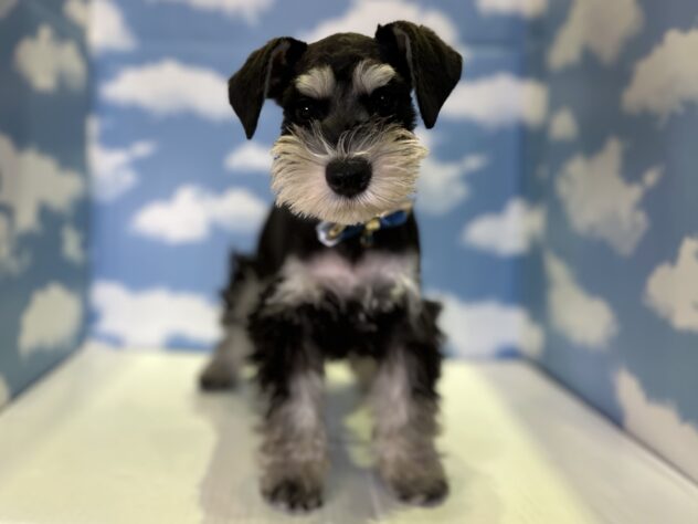 山形県のミニチュアシュナウザー (アミーゴ山形北店/2026年1月2日生まれ/男の子/ブラックシルバー)の子犬の1枚目の画像