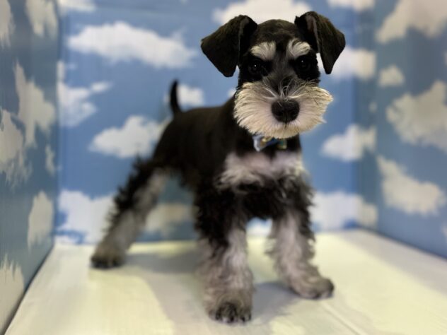 山形県のミニチュアシュナウザー (アミーゴ山形北店/2026年1月2日生まれ/男の子/ブラックシルバー)の子犬の3枚目の画像