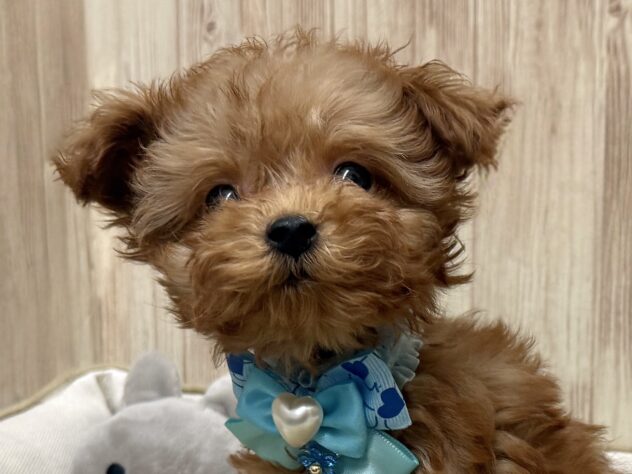 広島県のトイプードル(トイ) (アミーゴ東深津店/2025年12月30日生まれ/男の子/レッドフォーン)の子犬