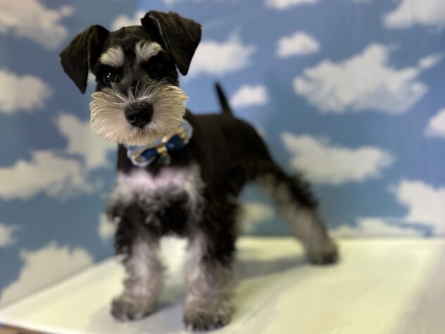 山形県のミニチュアシュナウザー (アミーゴ山形北店/2026年1月2日生まれ/男の子/ブラックシルバー)の子犬の2枚目の画像