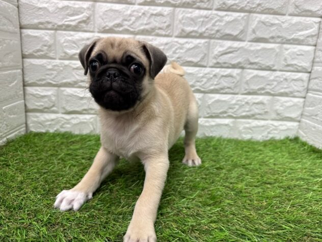 新潟県のパグ (アミーゴ新潟小新店/2025年12月18日生まれ/男の子/フォーン)の子犬の1枚目の画像