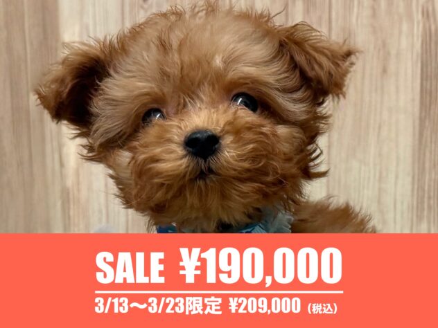 広島県のトイプードル(トイ) (アミーゴ東深津店/2025年12月30日生まれ/男の子/レッドフォーン)の子犬の1枚目の画像