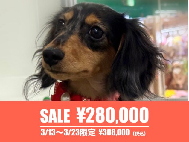 広島県のカニンヘンダックスフンド(ロング) (アミーゴ東深津店/2025年5月24日生まれ/女の子/シルバーダップル)の子犬の1枚目の画像