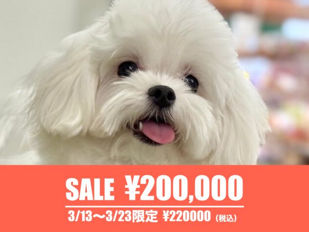 広島県のマルチーズ (アミーゴ東深津店/2025年3月30日生まれ/女の子/ホワイト)の子犬の1枚目の画像