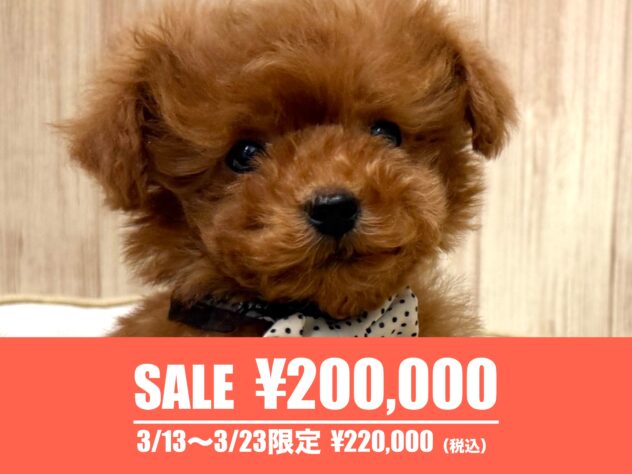 広島県のトイプードル(トイ) (アミーゴ東深津店/2025年12月18日生まれ/男の子/レッドフォーン)の子犬の1枚目の画像