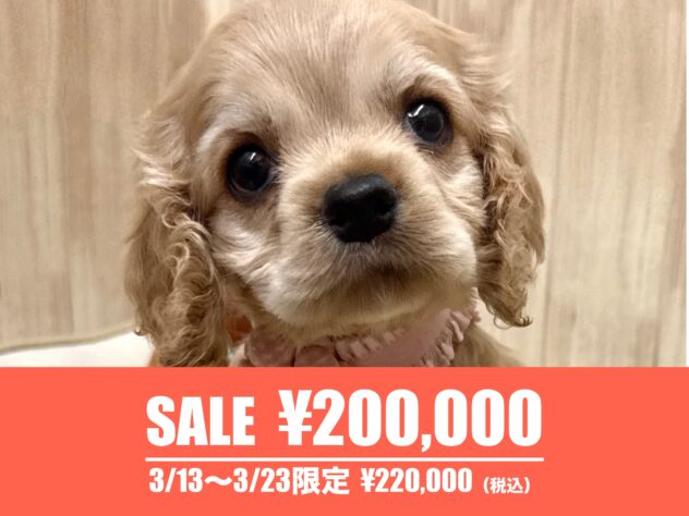 広島県のアメリカンコッカースパニエル (アミーゴ東深津店/2026年1月7日生まれ/女の子/バフ)の子犬の1枚目の画像