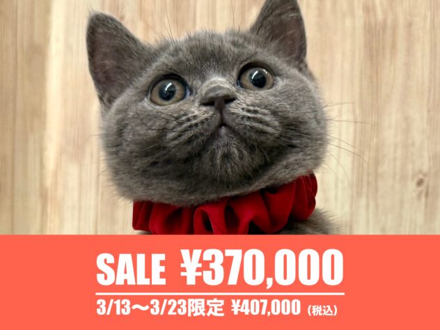 広島県のブリティッシュショートヘアー (アミーゴ東深津店/2025年11月14日生まれ/女の子/ブルー)の子猫の1枚目の画像