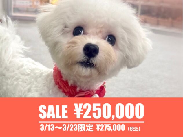 広島県のビションフリーゼ (アミーゴ東深津店/2025年5月9日生まれ/女の子/ホワイト)の子犬の1枚目の画像