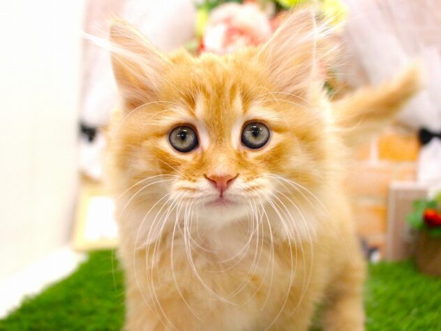 兵庫県のミヌエット (ペット・プラザ アミーゴ三田店/2026年1月27日生まれ/男の子/レッドマッカレルタビー)の子猫の1枚目の画像