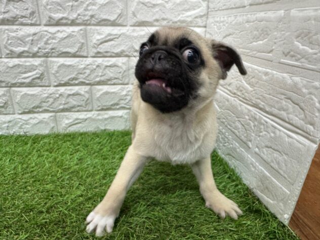 新潟県のパグ (アミーゴ新潟小新店/2025年12月18日生まれ/男の子/フォーン)の子犬の3枚目の画像