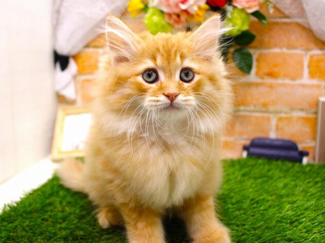 兵庫県のミヌエット (ペット・プラザ アミーゴ三田店/2026年1月27日生まれ/男の子/レッドマッカレルタビー)の子猫の2枚目の画像