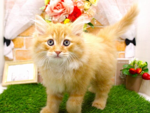 兵庫県のミヌエット (ペット・プラザ アミーゴ三田店/2026年1月27日生まれ/男の子/レッドマッカレルタビー)の子猫の3枚目の画像