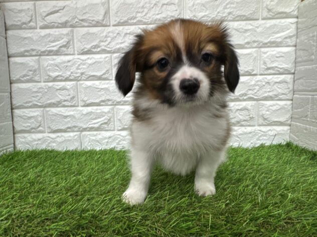 新潟県のパピヨン (アミーゴ新潟小新店/2025年12月30日生まれ/男の子/ホワイトブラウン)の子犬の1枚目の画像