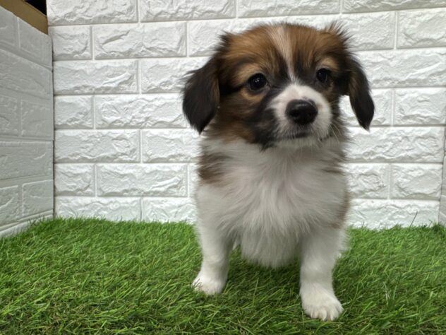 新潟県のパピヨン (アミーゴ新潟小新店/2025年12月30日生まれ/男の子/ホワイトブラウン)の子犬の2枚目の画像