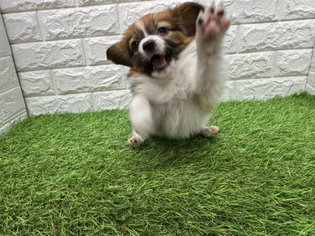 新潟県のパピヨン (アミーゴ新潟小新店/2025年12月30日生まれ/男の子/ホワイトブラウン)の子犬の3枚目の画像