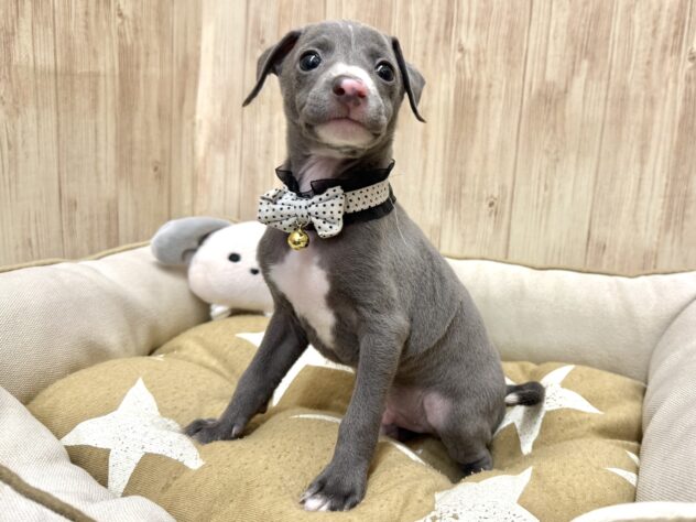 広島県のイタリアングレーハウンド (アミーゴ東深津店/2026年1月28日生まれ/男の子/ブルーホワイト)の子犬の4枚目の画像