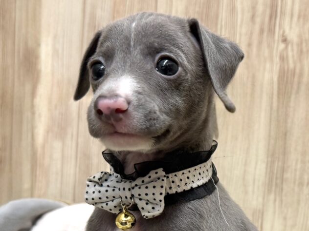 広島県のイタリアングレーハウンド (アミーゴ東深津店/2026年1月28日生まれ/男の子/ブルーホワイト)の子犬の1枚目の画像