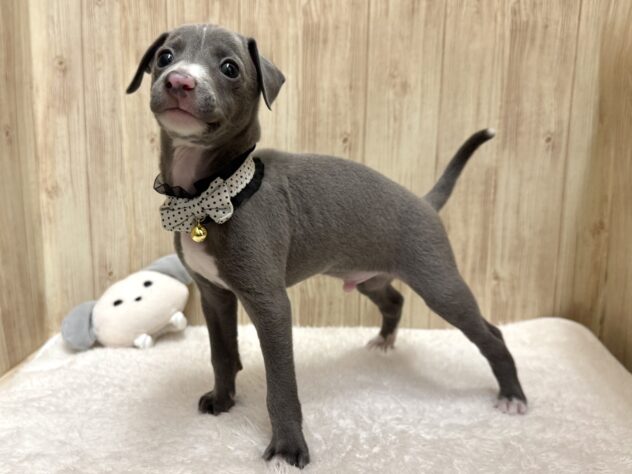 広島県のイタリアングレーハウンド (アミーゴ東深津店/2026年1月28日生まれ/男の子/ブルーホワイト)の子犬の2枚目の画像